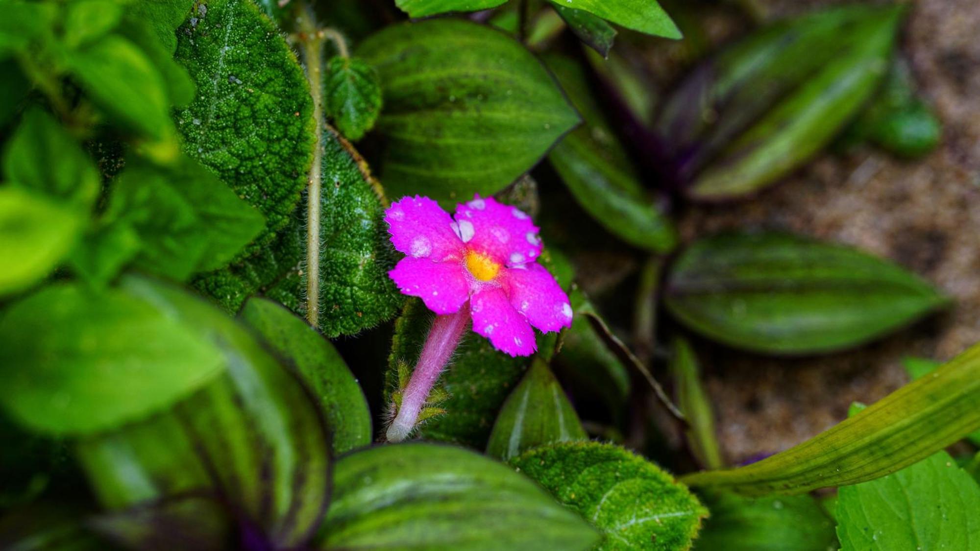 Sigiri Saat Cabana Sigiriya Exteriér fotografie