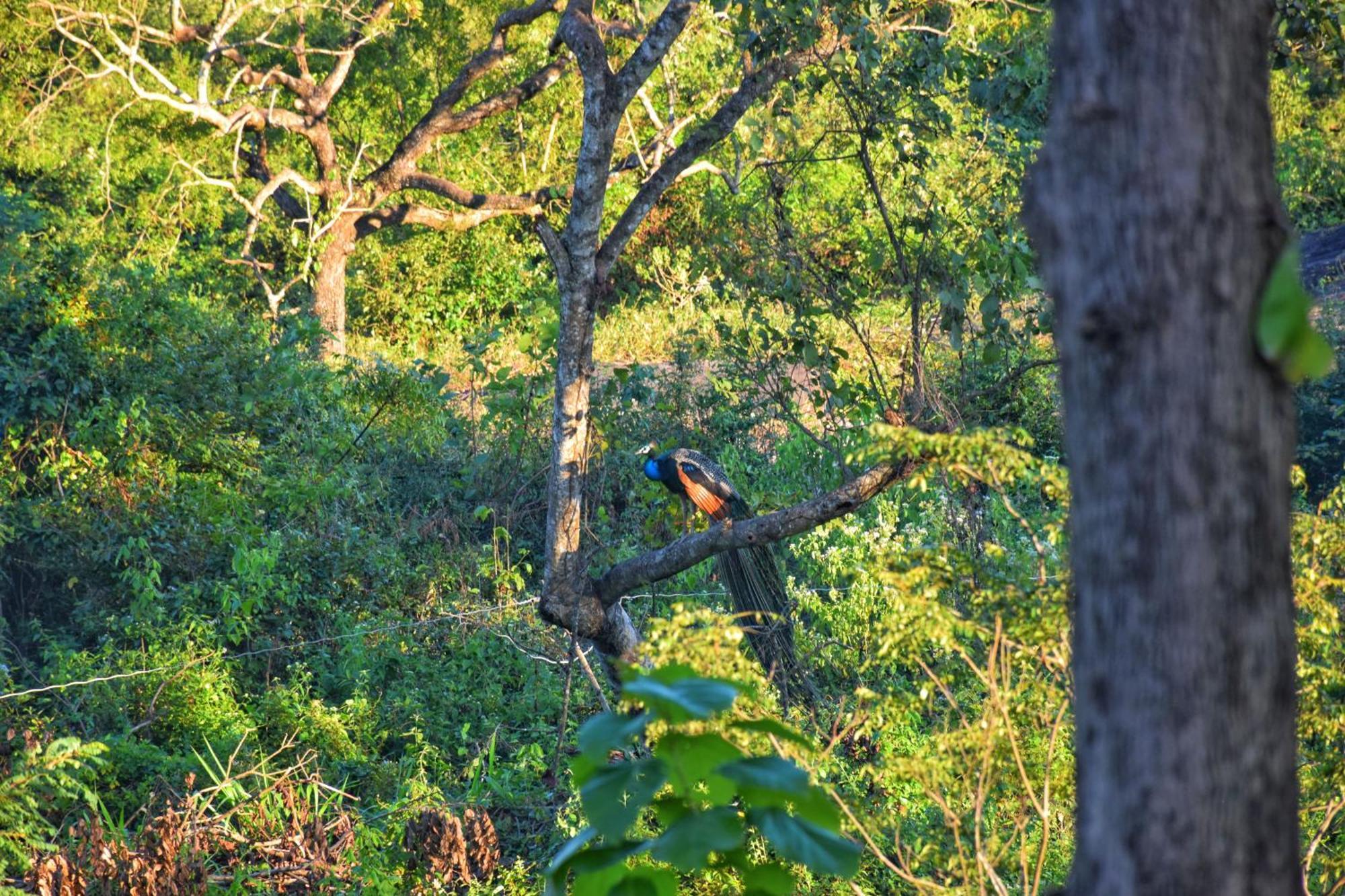 Sigiri Saat Cabana Sigiriya Exteriér fotografie