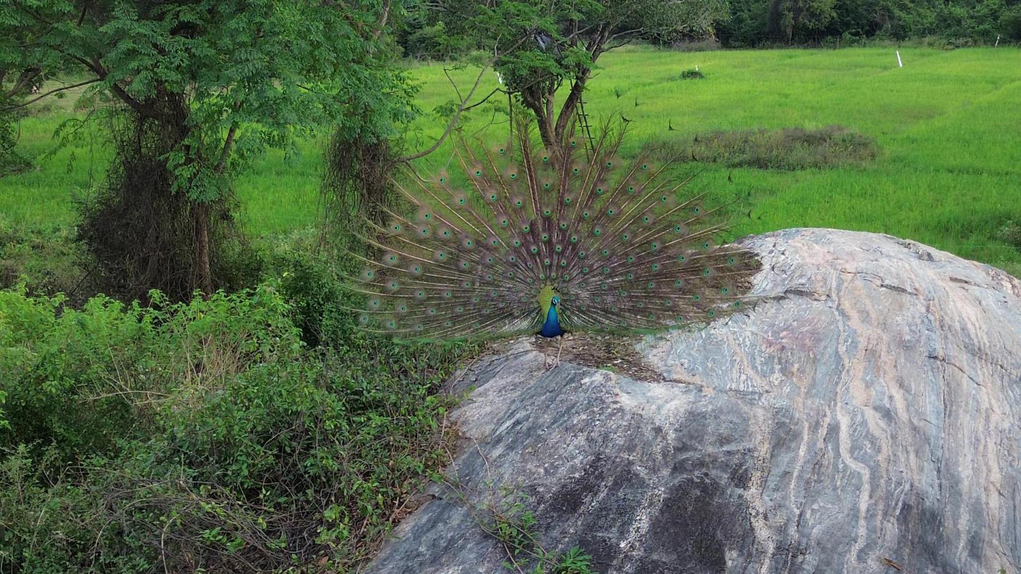 Sigiri Saat Cabana Sigiriya Exteriér fotografie