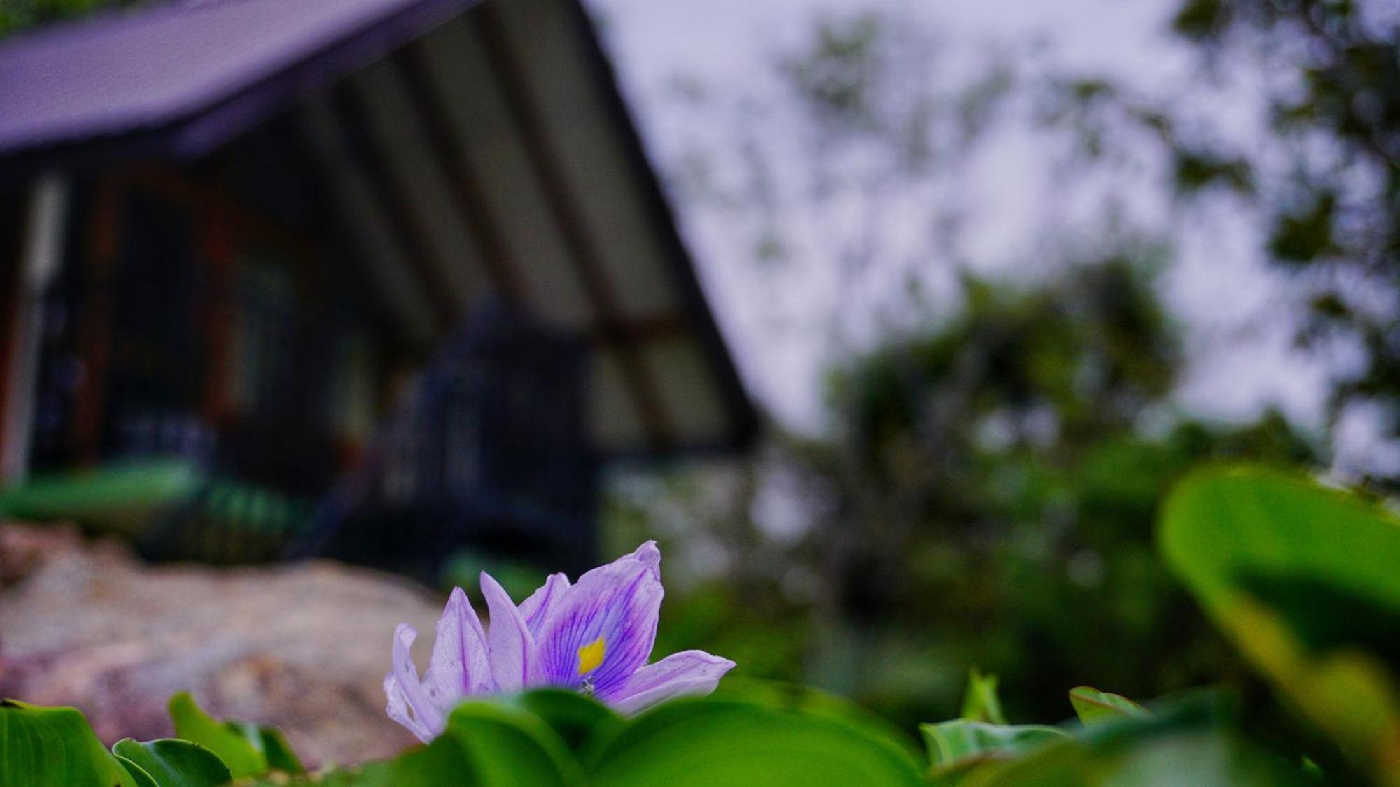 Sigiri Saat Cabana Sigiriya Exteriér fotografie